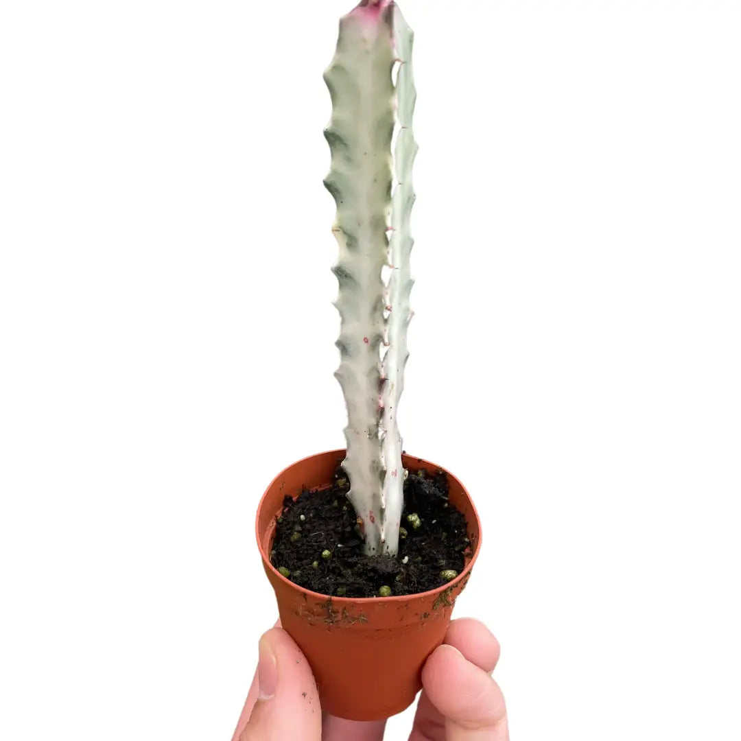 Succulent Euphorbia ’Dragon Bone’ - House Plant Shop