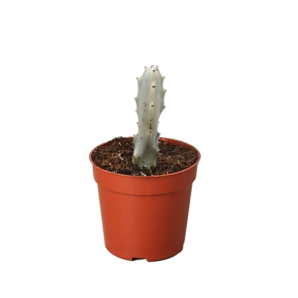 Succulent Euphorbia ’Dragon Bone’ - House Plant Shop