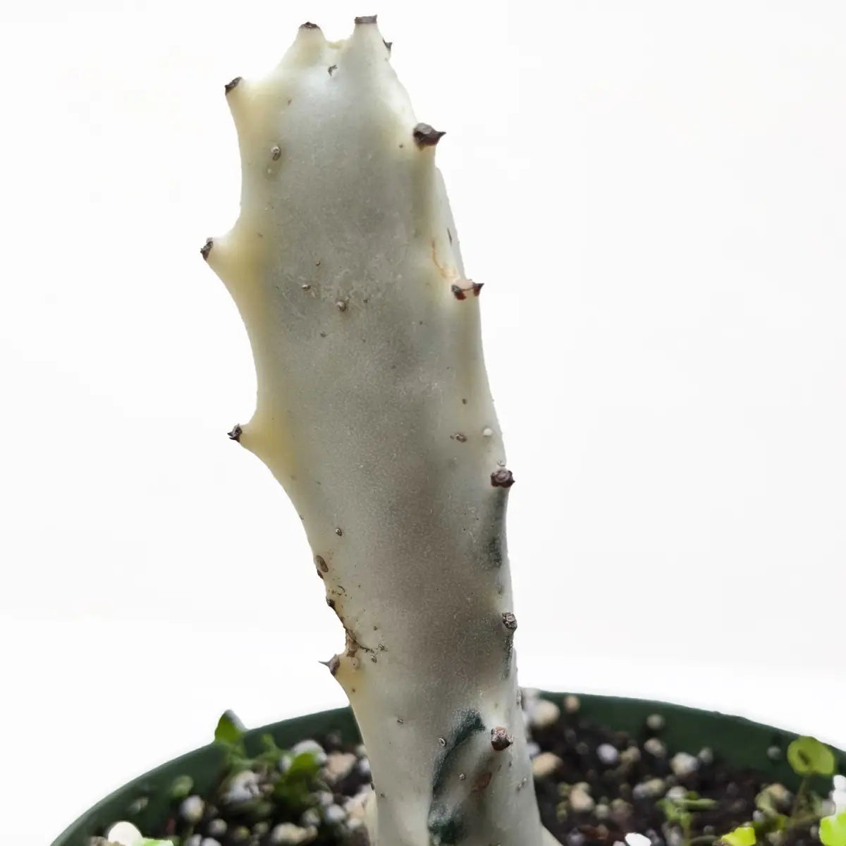 Succulent Euphorbia ’Dragon Bone’ - House Plant Shop