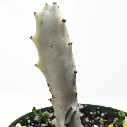 Succulent Euphorbia ’Dragon Bone’ - House Plant Shop