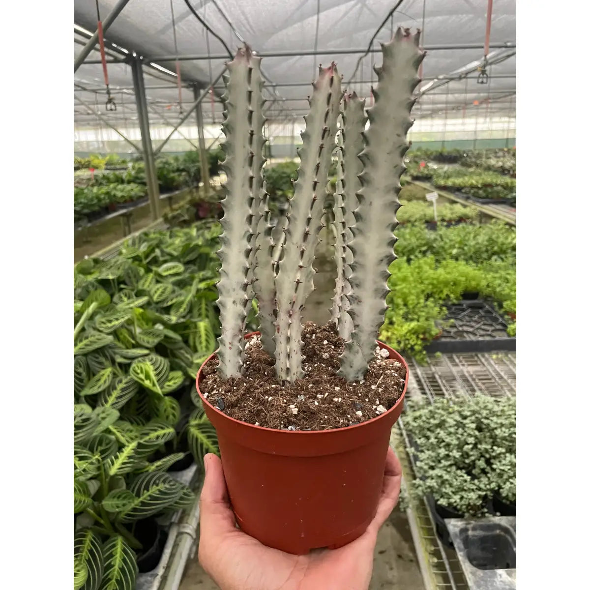 Succulent Euphorbia ’Dragon Bone’ - House Plant Shop