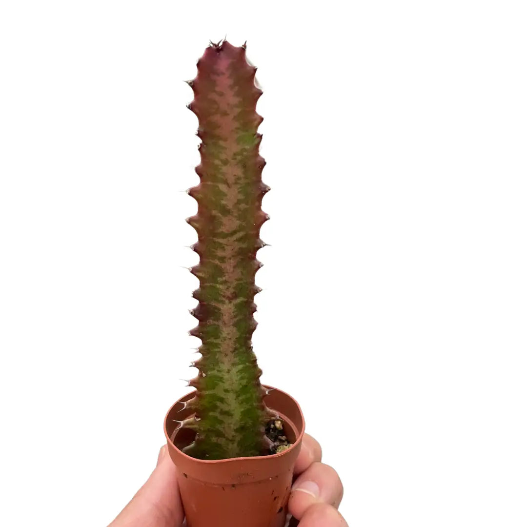 Succulent Euphorbia ’Trigona Rubra’ - House Plant Shop