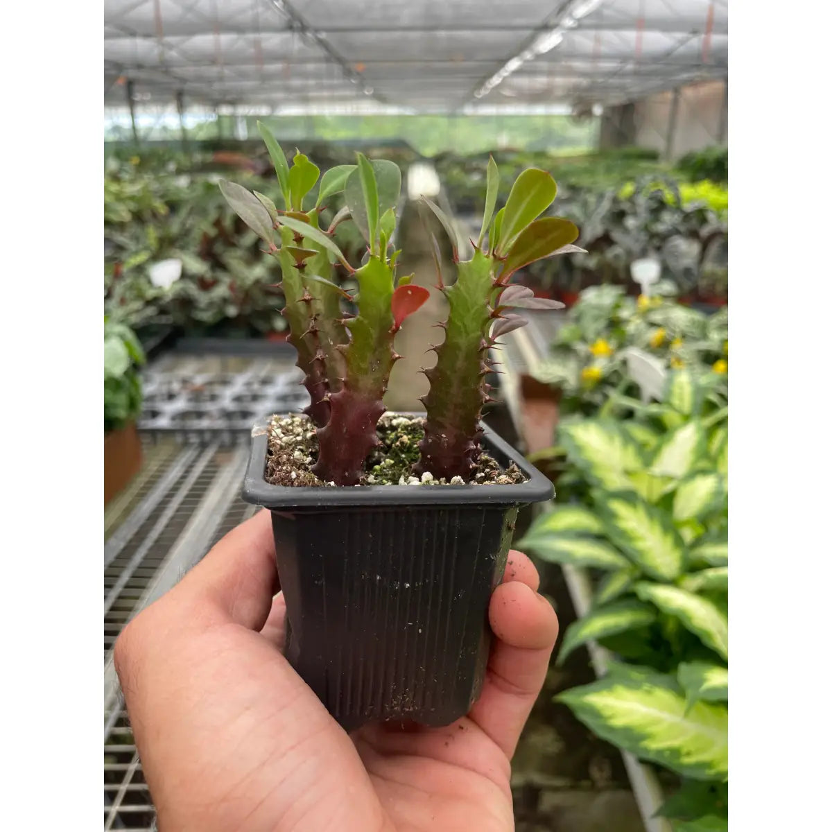 Succulent Euphorbia ’Trigona Rubra’ - House Plant Shop