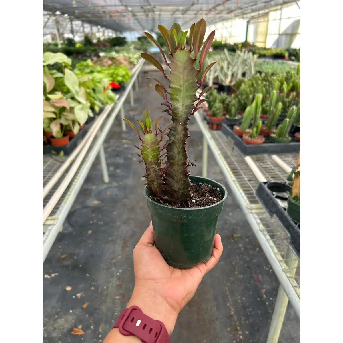 Succulent Euphorbia ’Trigona Rubra’ - House Plant Shop