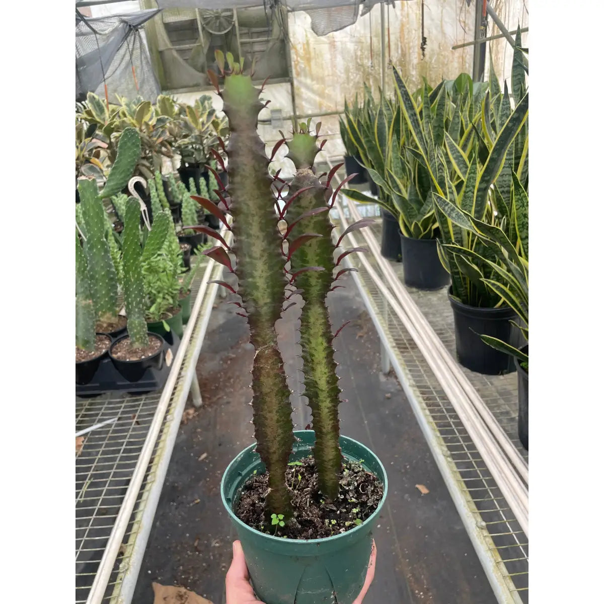 Succulent Euphorbia ’Trigona Rubra’ - House Plant Shop