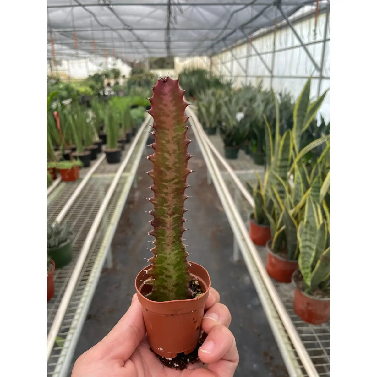 Succulent Euphorbia ’Trigona Rubra’ - House Plant Shop