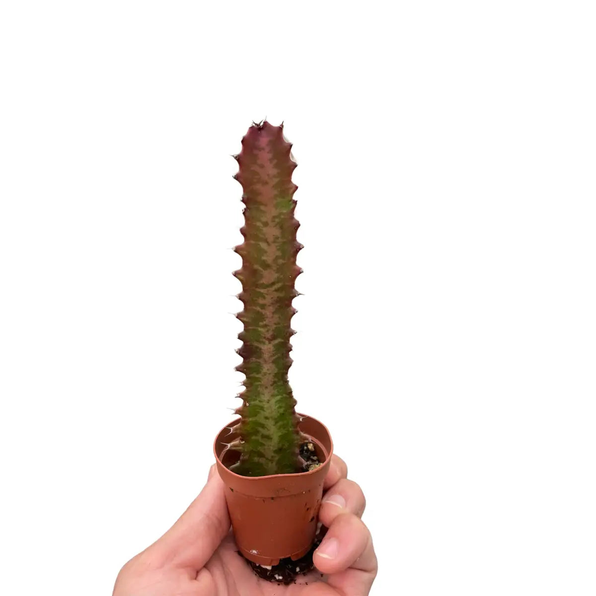 Succulent Euphorbia ’Trigona Rubra’ - House Plant Shop
