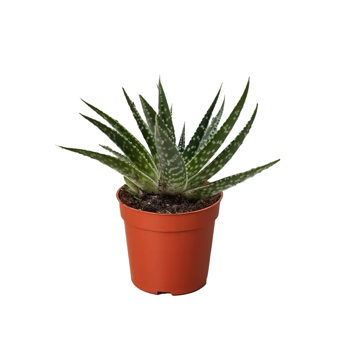 Succulent Gasteria Zimflora - 4’’ Pot - House Plant Shop