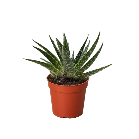 Succulent Gasteria Zimflora - 4’’ Pot - House Plant Shop