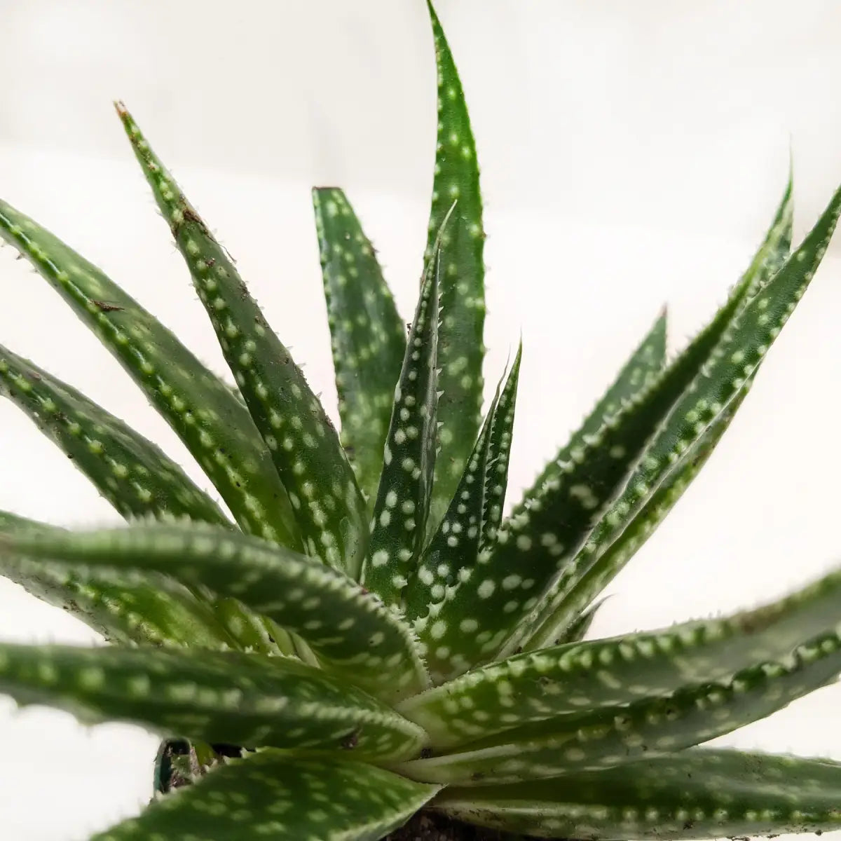 Succulent Gasteria Zimflora - 4’’ Pot - House Plant Shop