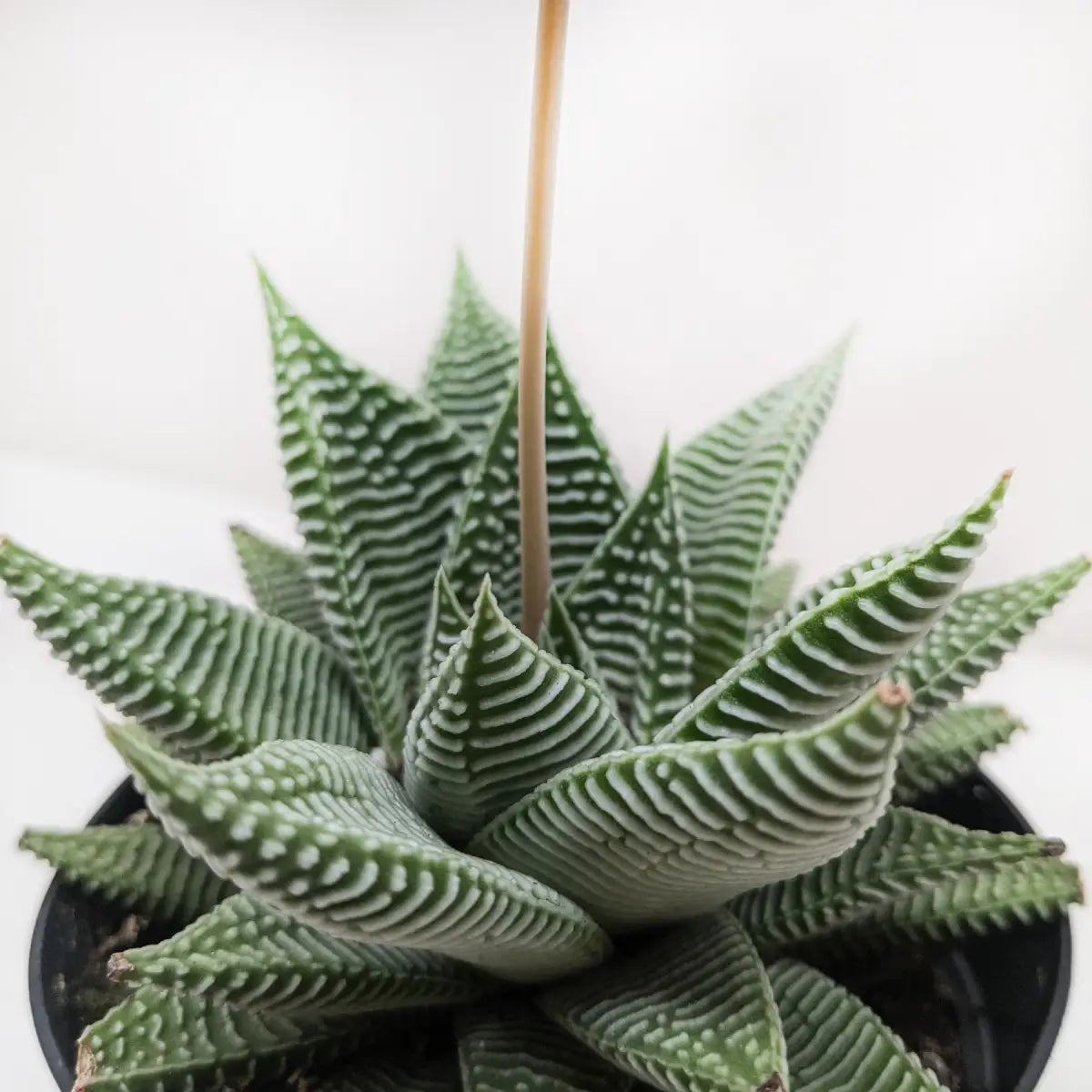 Succulent Haworthia Miami - House Plant Shop