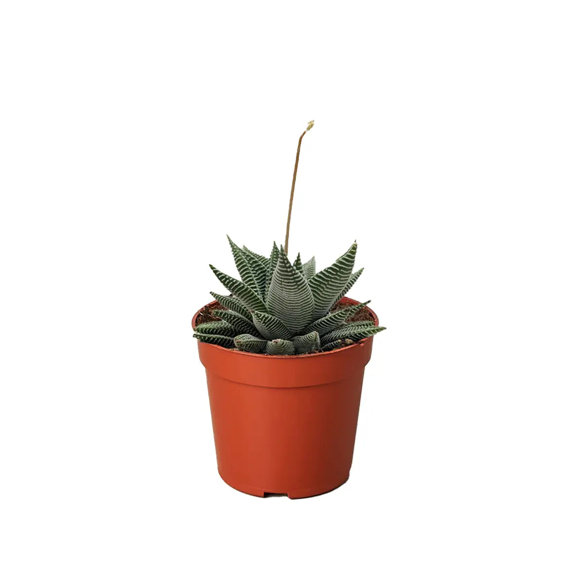 Succulent Haworthia Miami - House Plant Shop