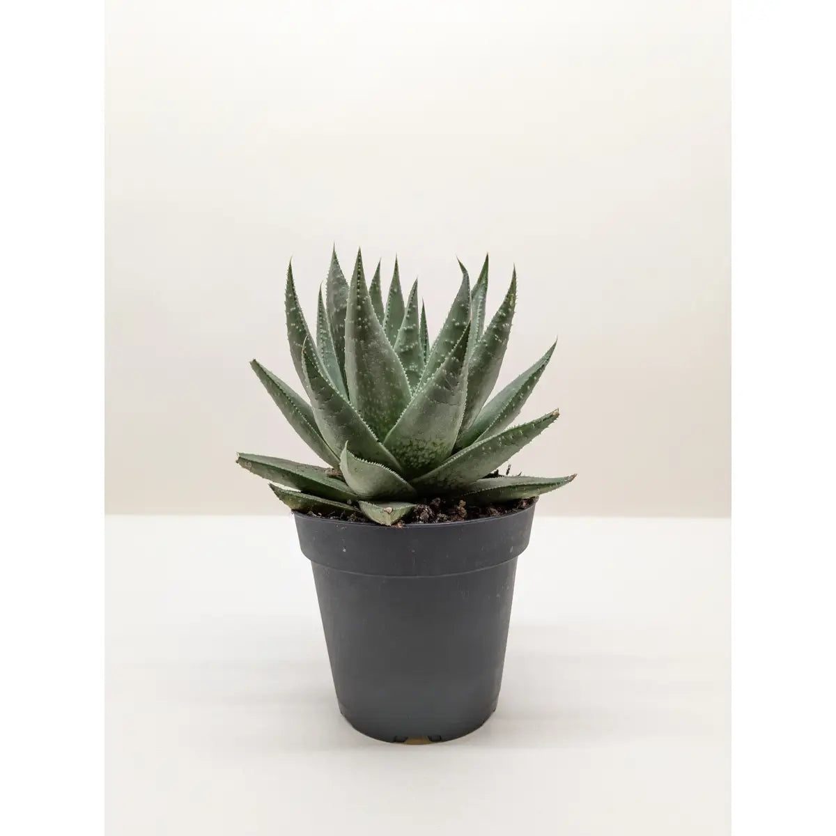 Succulent Haworthia Savanna - House Plant Shop