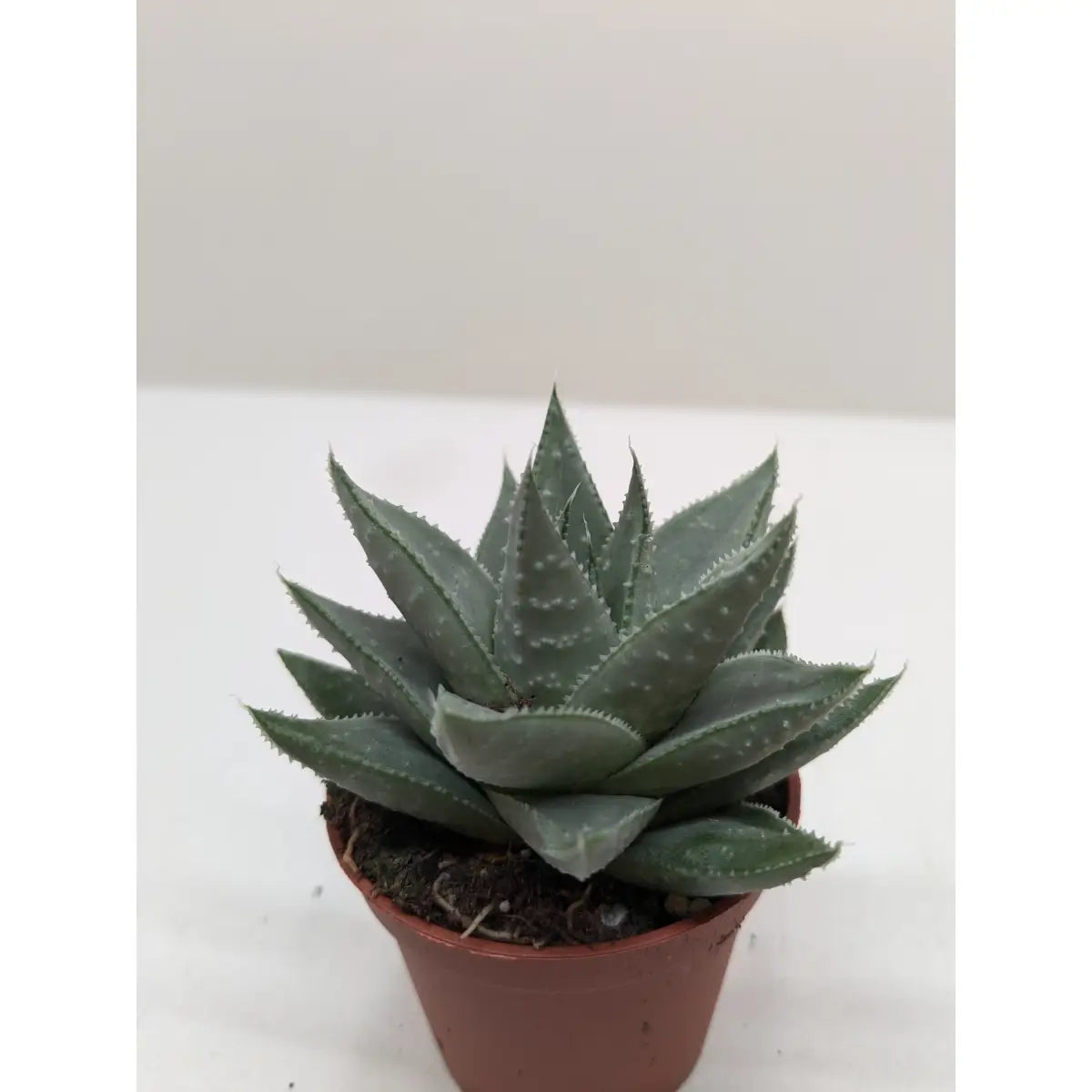 Succulent Haworthia Savanna - House Plant Shop