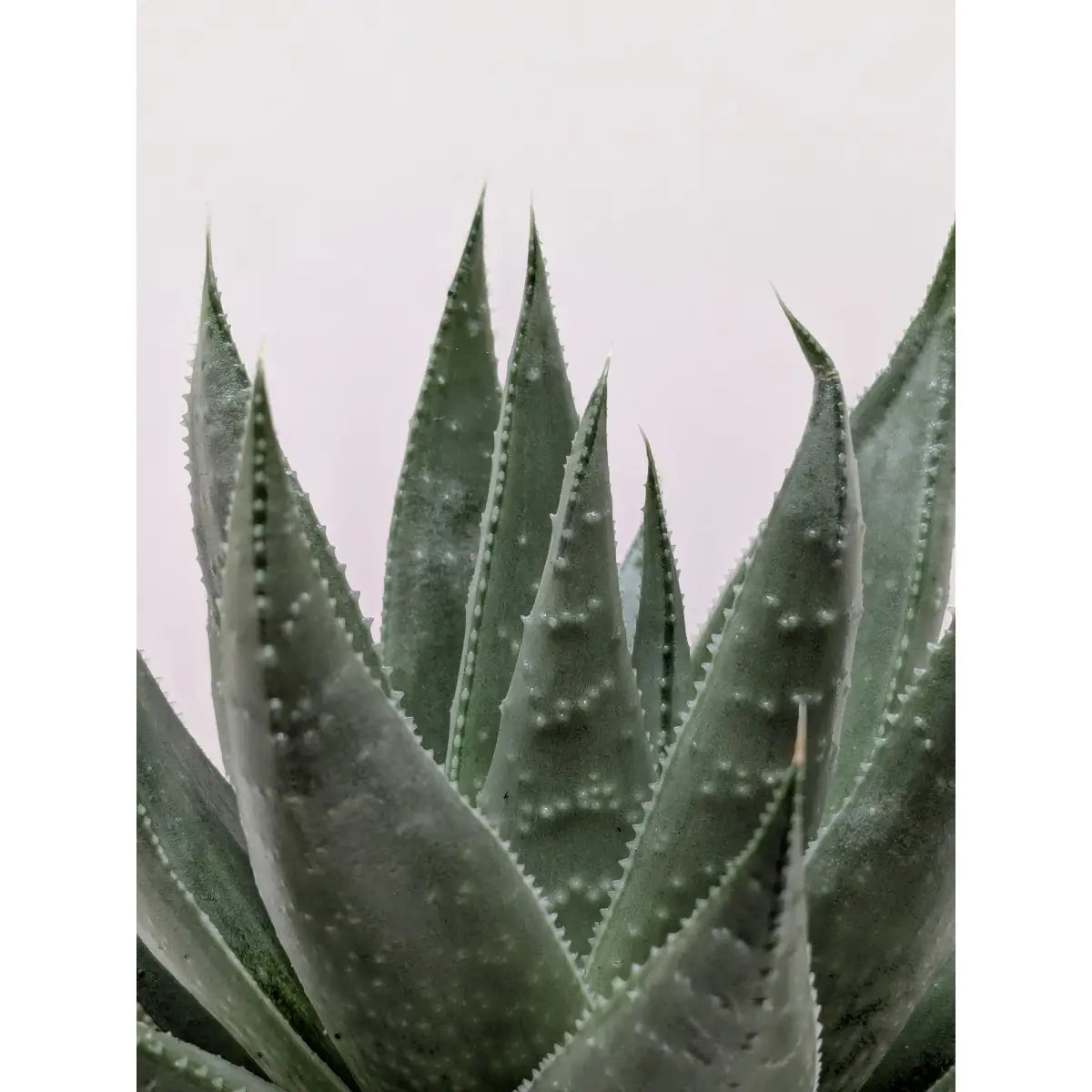 Succulent Haworthia Savanna - House Plant Shop