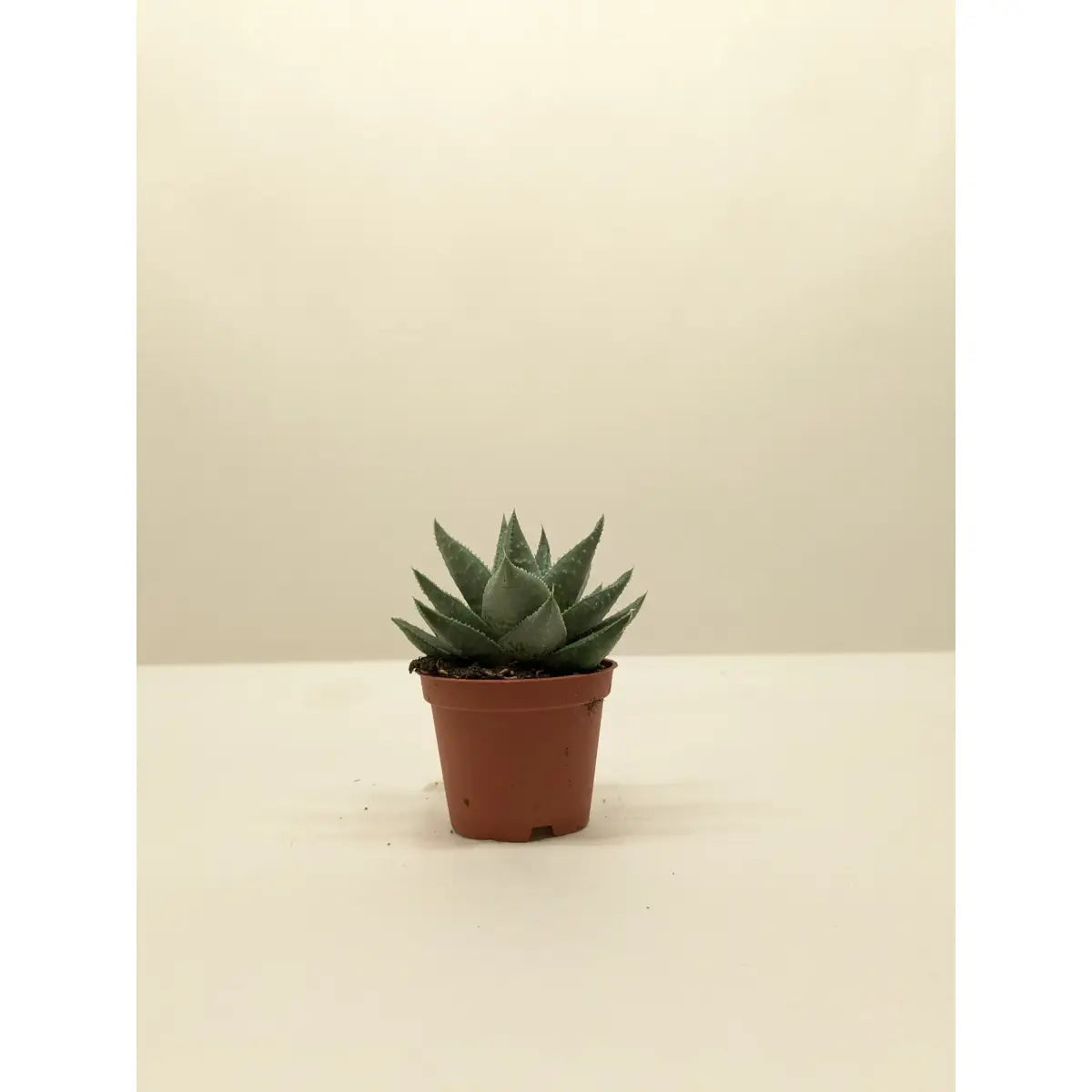 Succulent Haworthia Savanna - House Plant Shop