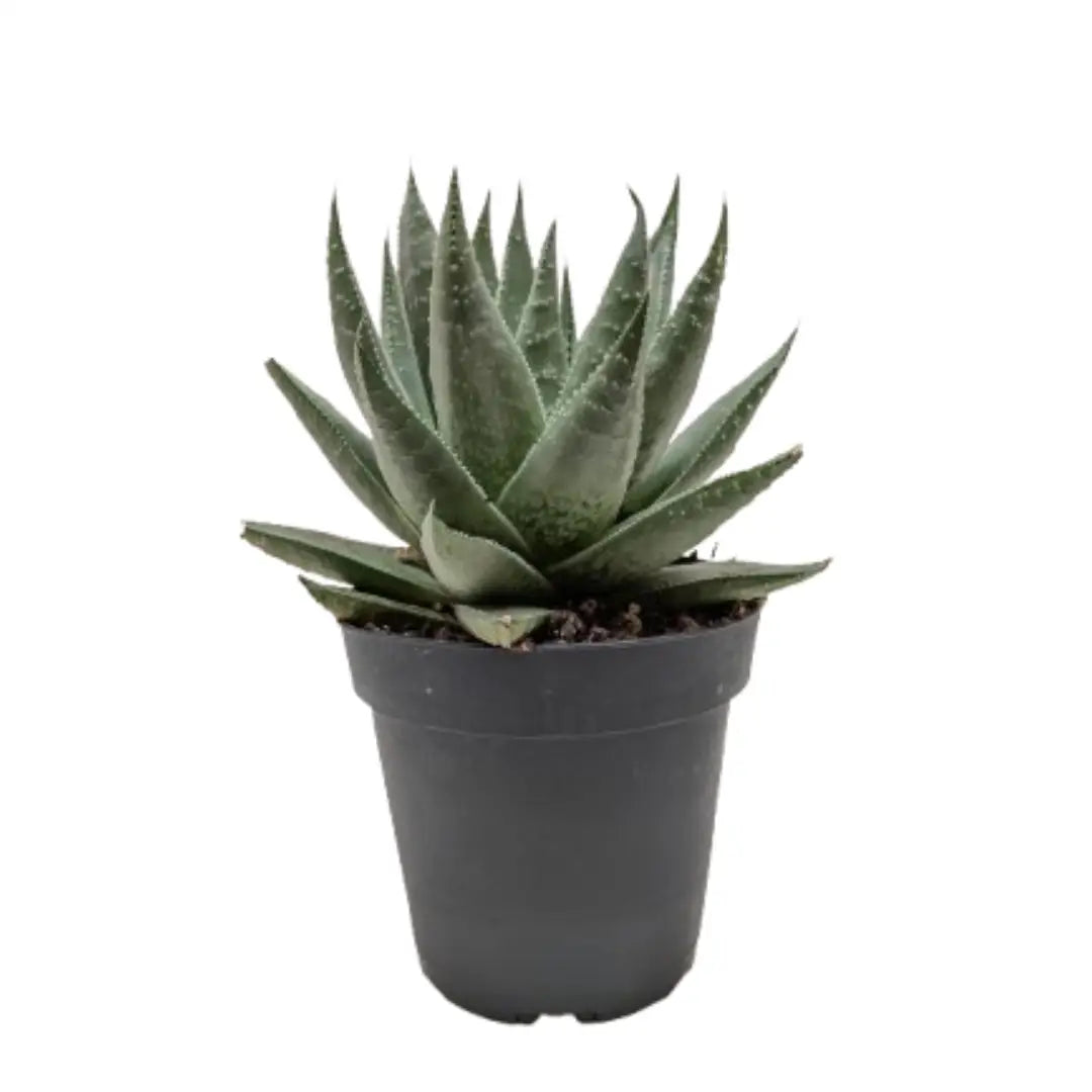 Succulent Haworthia Savanna - House Plant Shop