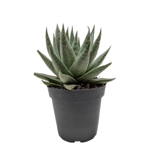 Succulent Haworthia Savanna - House Plant Shop
