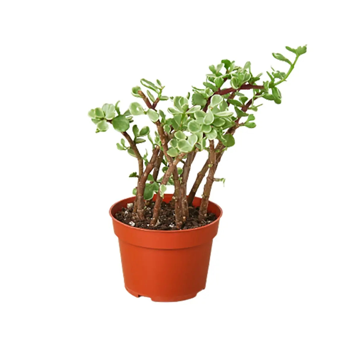 Succulent Plant - ’Rainbow Elephant Bush’ - 4’’ Pot - House Plant Shop