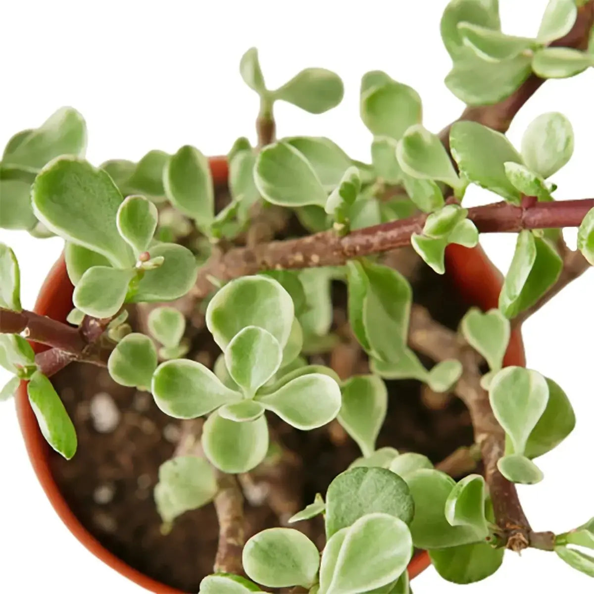 Succulent Plant - ’Rainbow Elephant Bush’ - 4’’ Pot - House Plant Shop