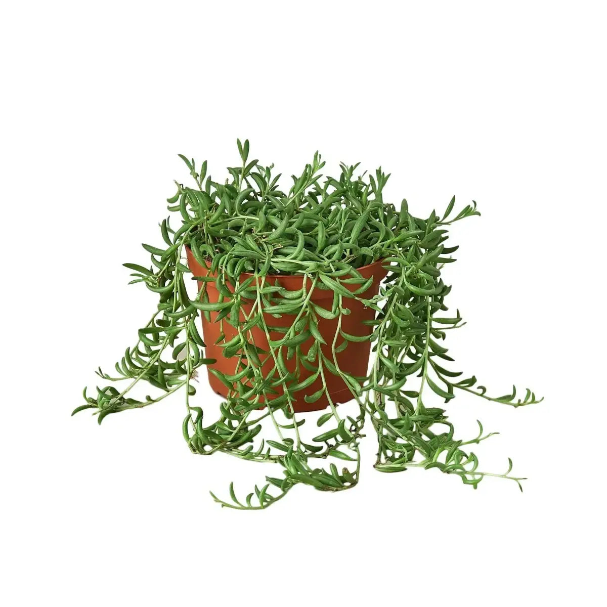 Succulent ’String of Bananas’ Plant - House Plant Shop