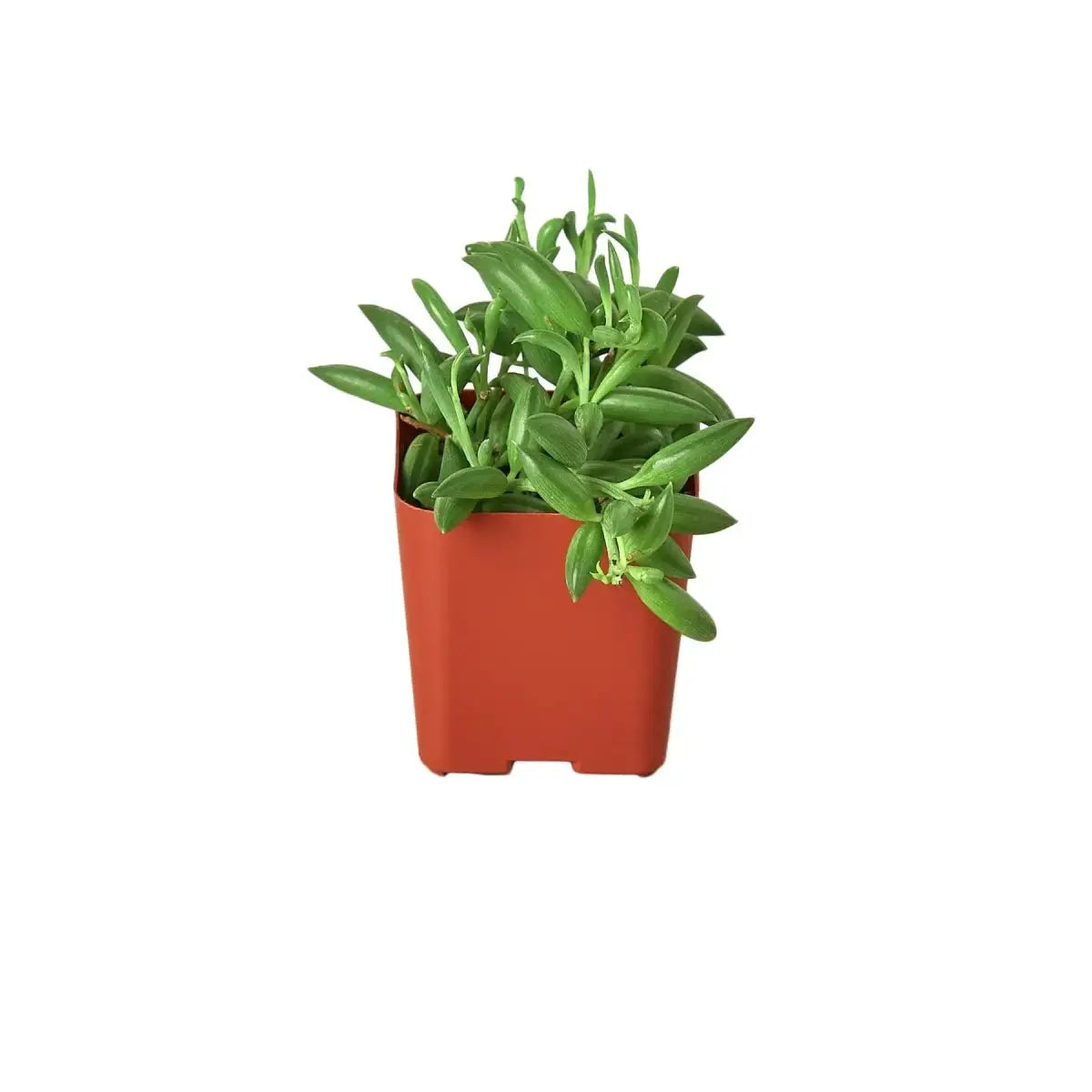 Succulent ’String of Bananas’ Plant - House Plant Shop