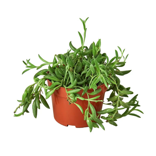 Succulent ’String of Bananas’ Plant - House Plant Shop