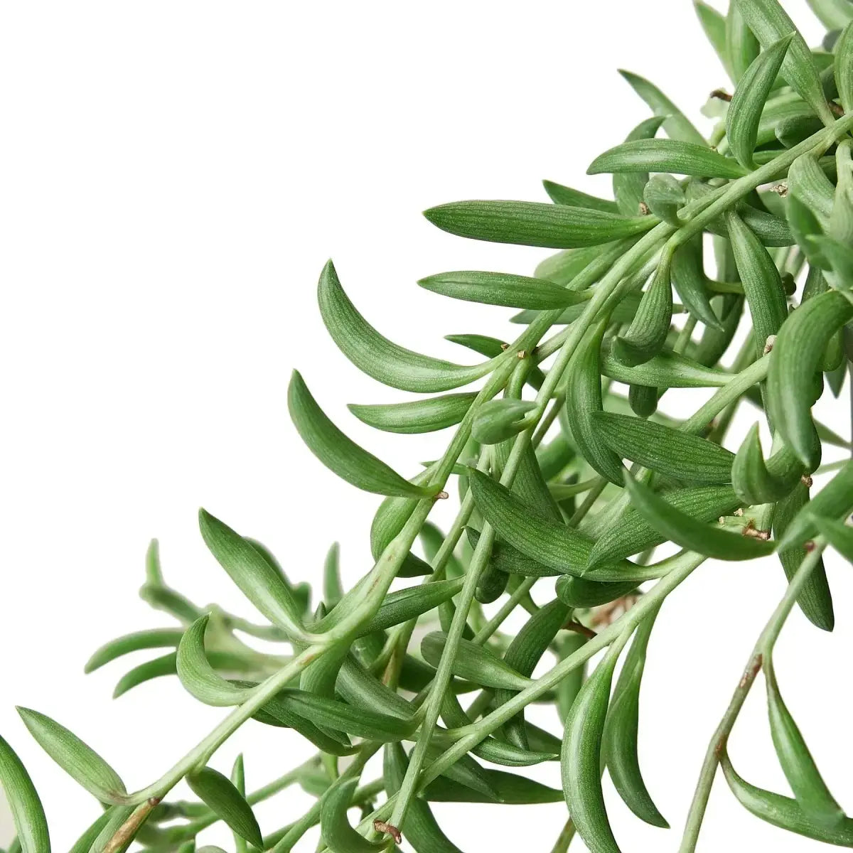 Succulent ’String of Bananas’ Plant - House Plant Shop