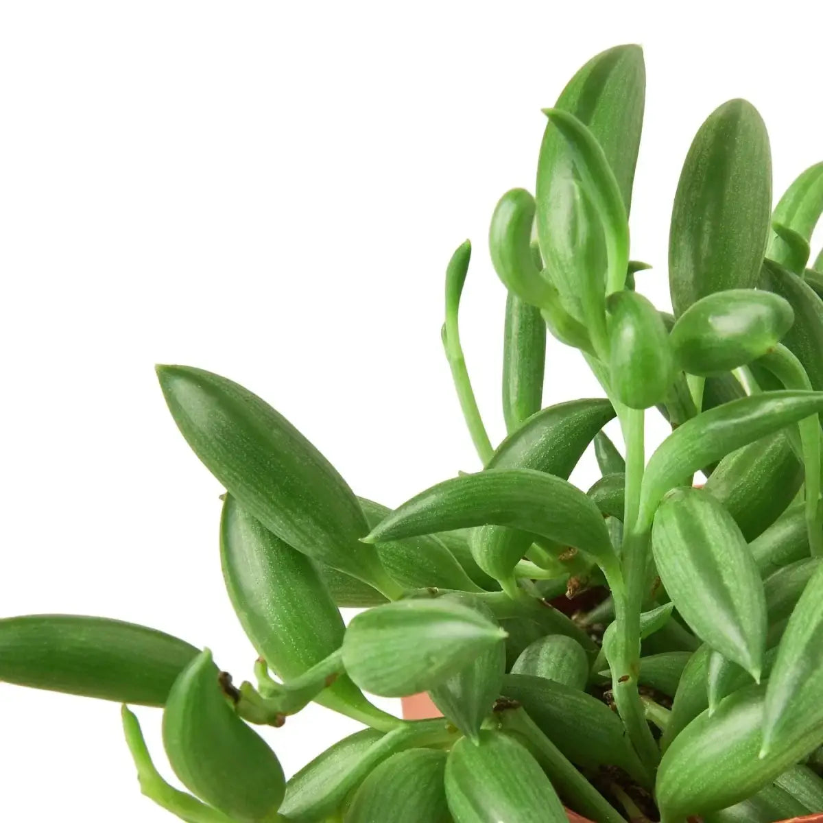 Succulent ’String of Bananas’ Plant - 4’’ Pot - House Plant Shop