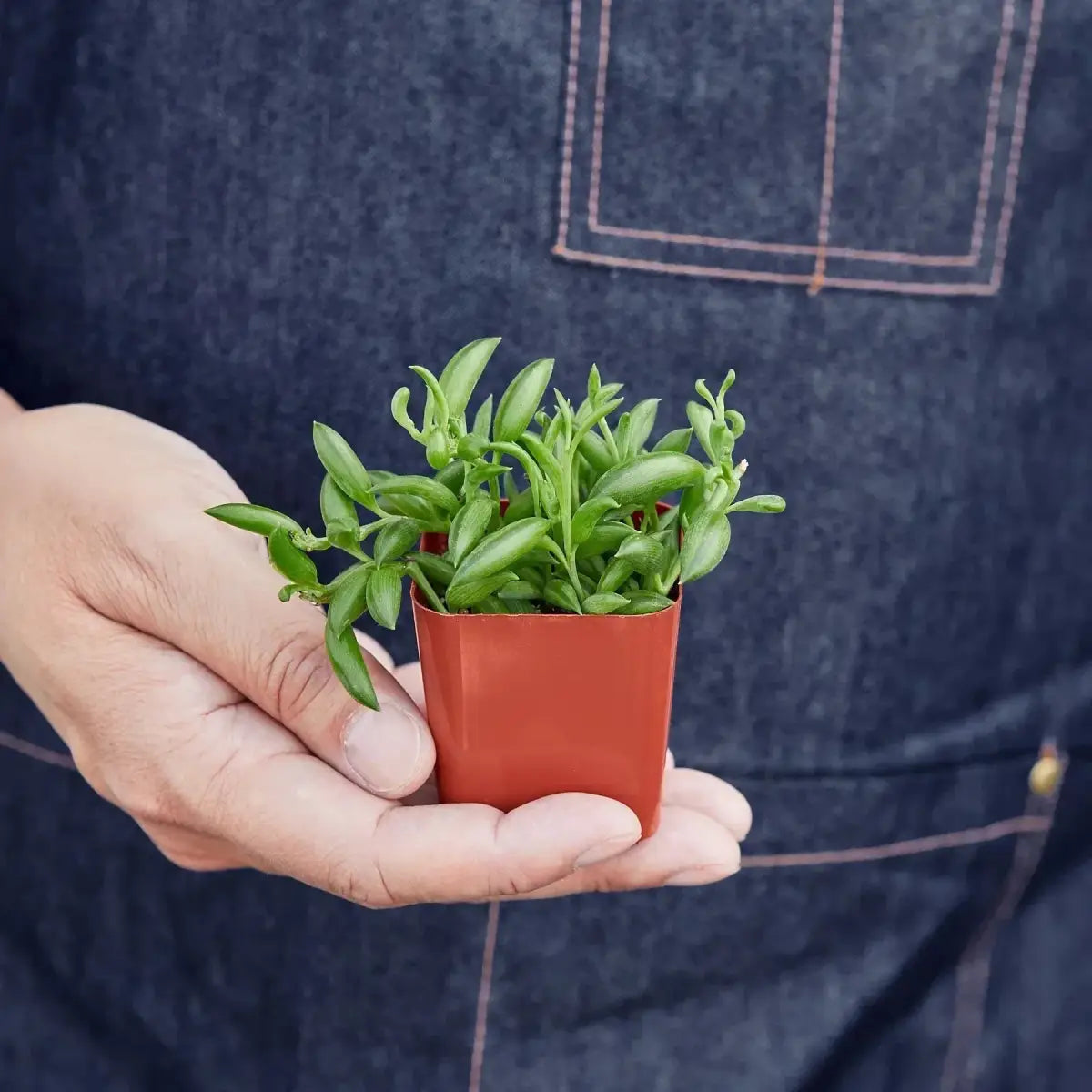 Succulent ’String of Bananas’ Plant - House Plant Shop