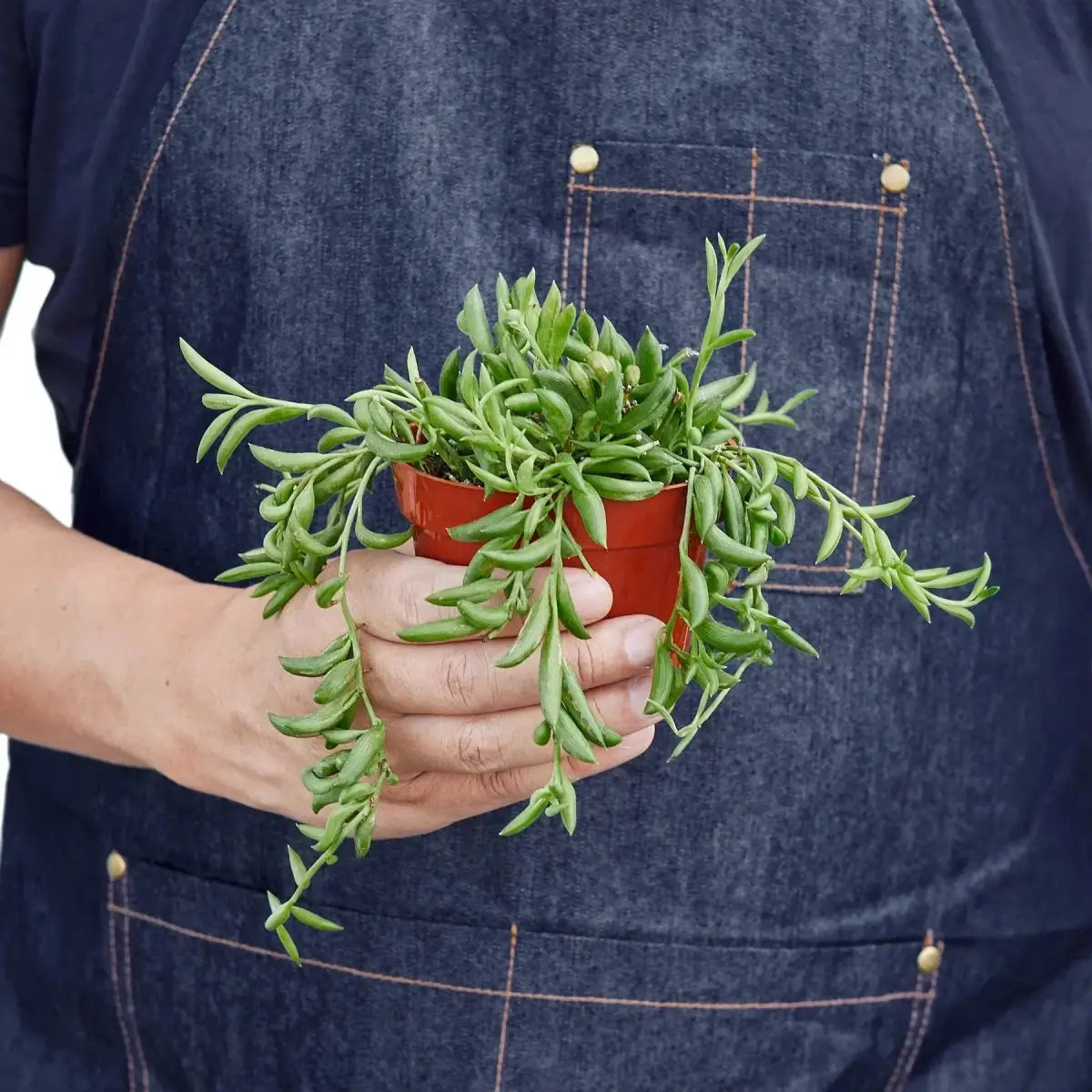 Succulent ’String of Bananas’ Plant - House Plant Shop
