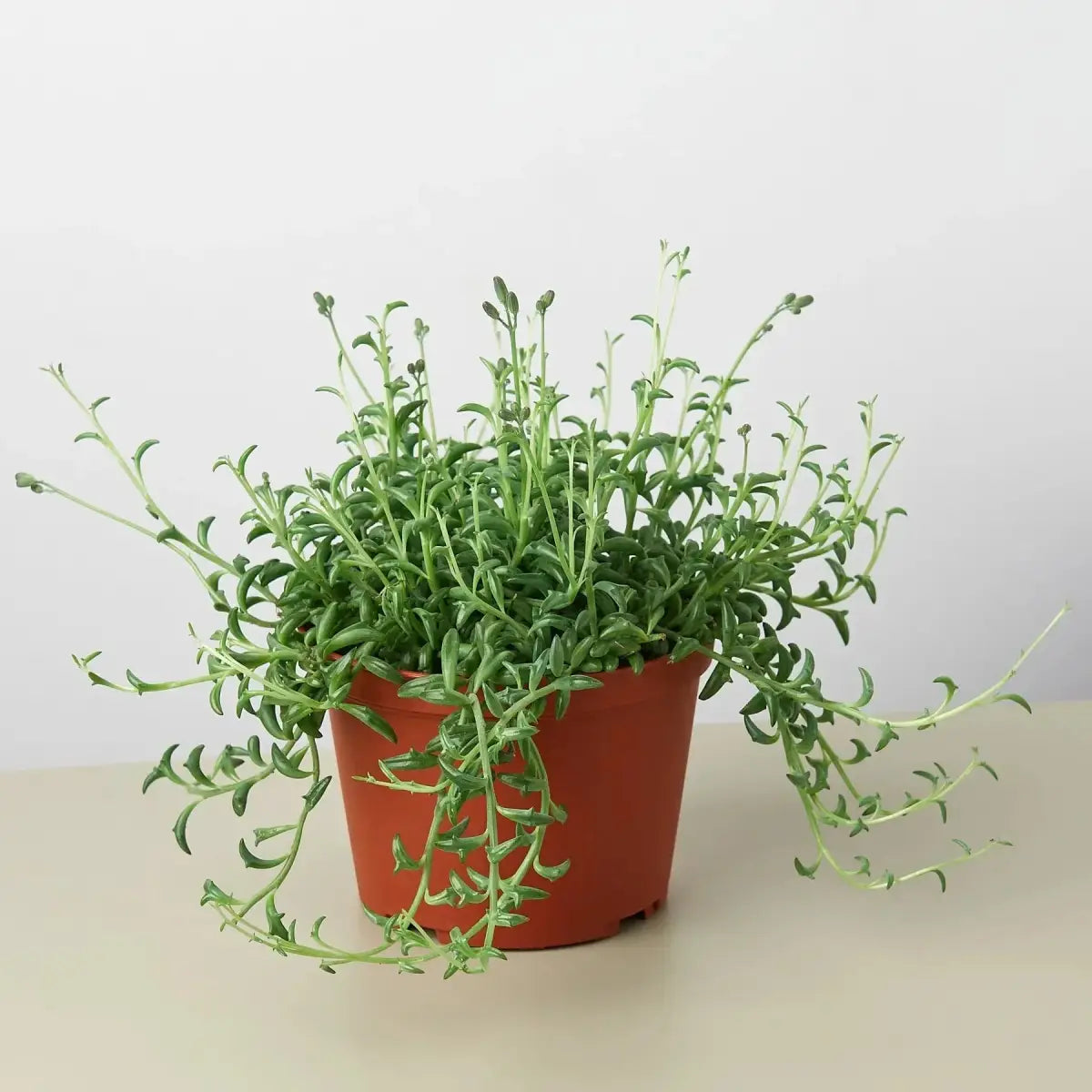 Succulent ’String of Dolphins’ - House Plant Shop