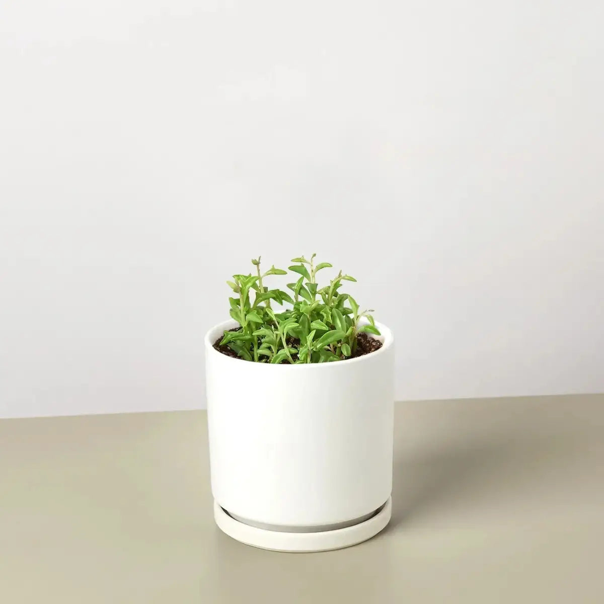 Succulent ’String of Dolphins’ - House Plant Shop