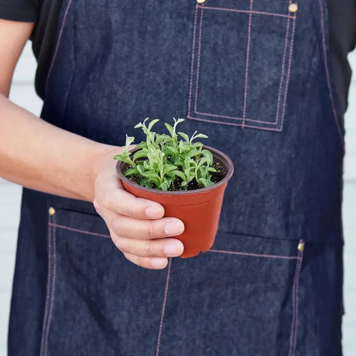 Succulent ’String of Dolphins’ - House Plant Shop