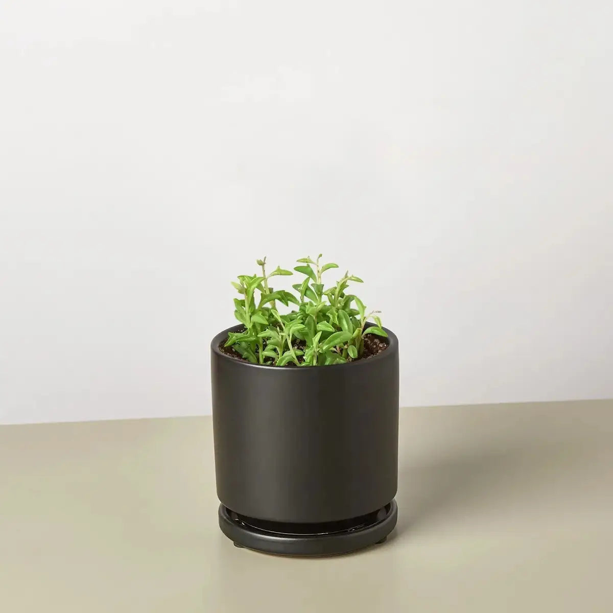 Succulent ’String of Dolphins’ - House Plant Shop