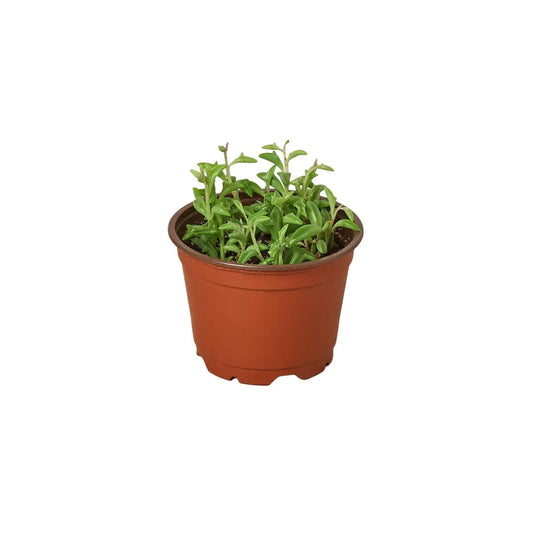 Succulent ’String of Dolphins’ - House Plant Shop
