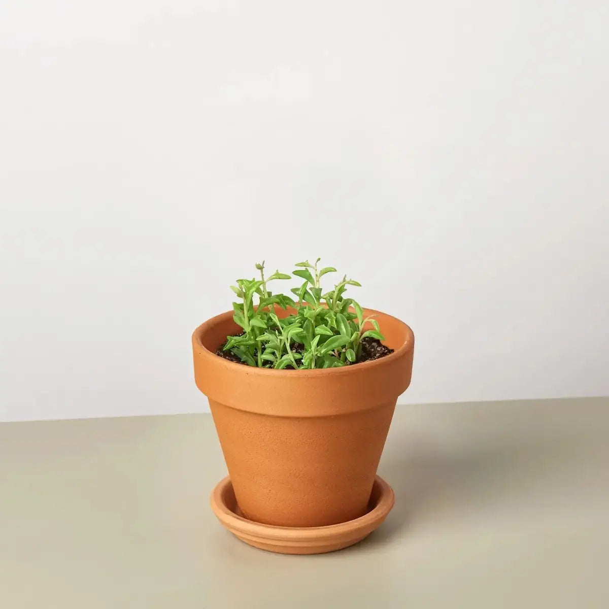 Succulent ’String of Dolphins’ - House Plant Shop