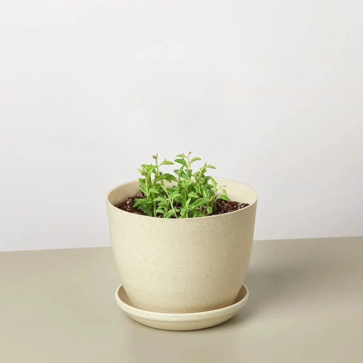 Succulent ’String of Dolphins’ - House Plant Shop