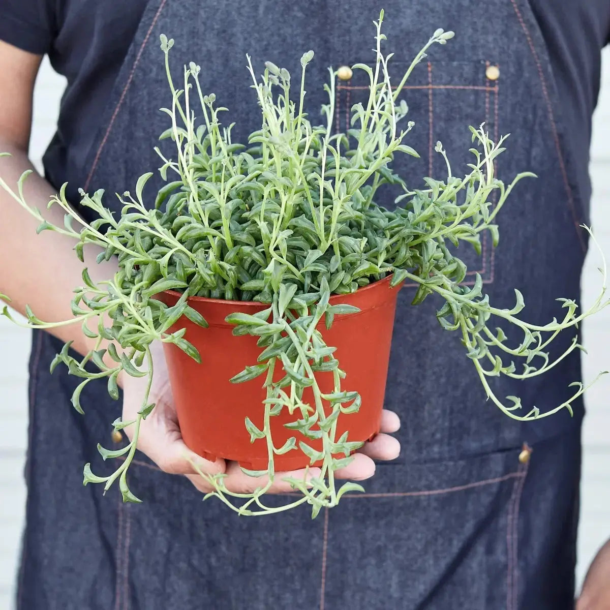 Succulent ’String of Dolphins’ - House Plant Shop