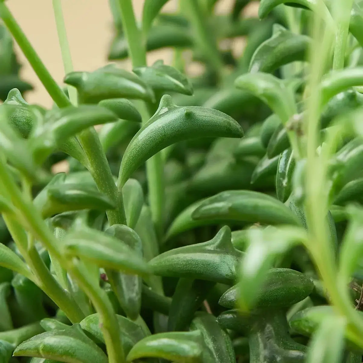 Succulent ’String of Dolphins’ - House Plant Shop