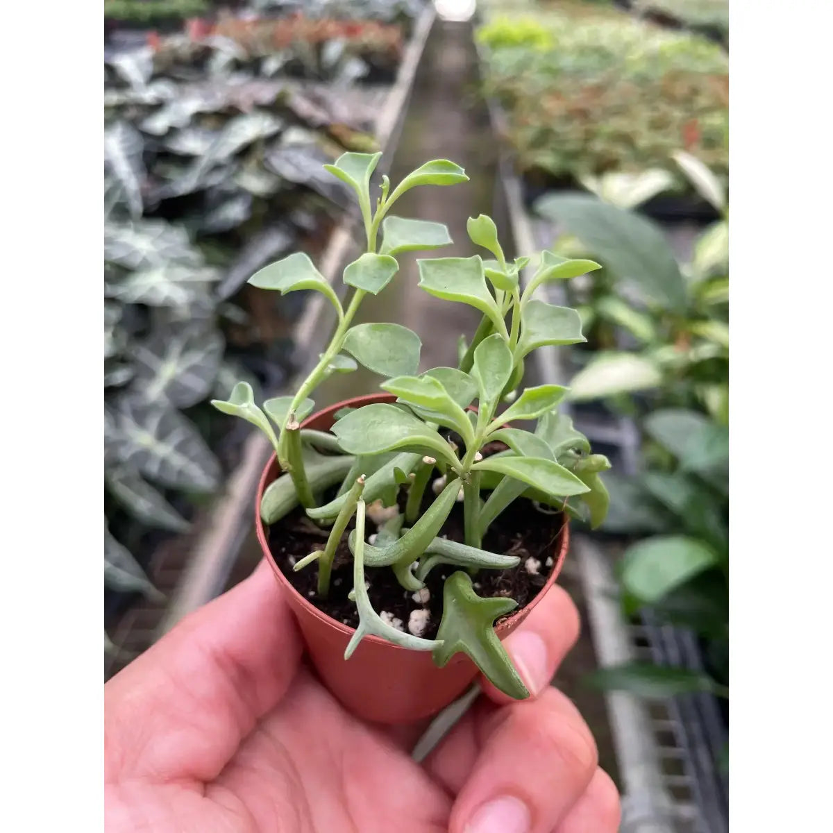 Succulent ’String of Dolphins’ - House Plant Shop