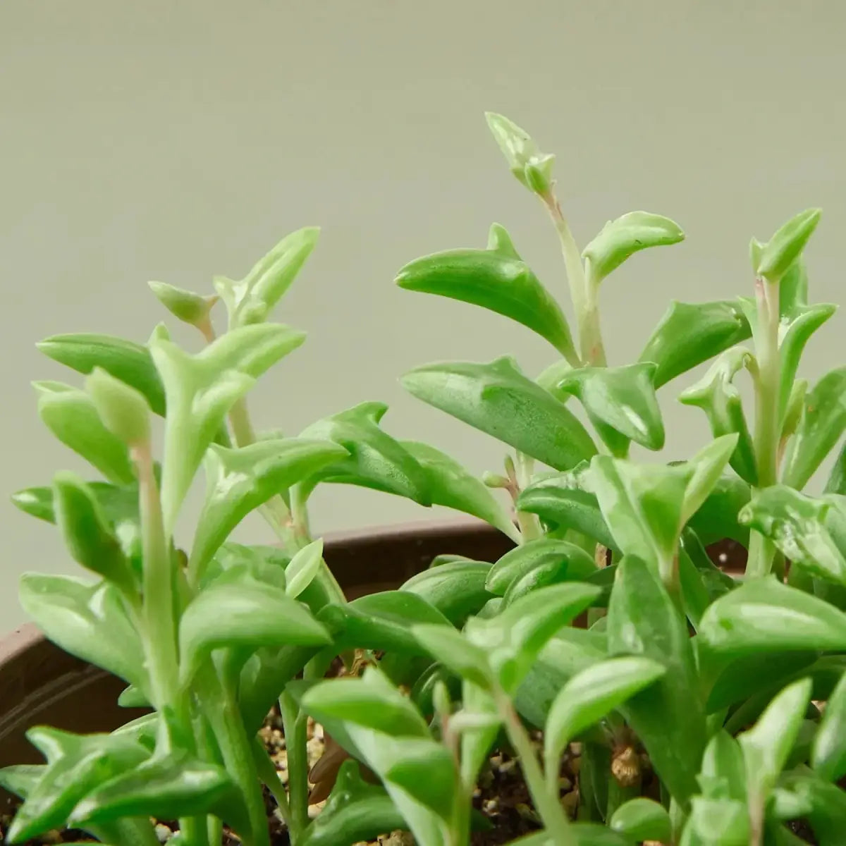 Succulent ’String of Dolphins’ - House Plant Shop