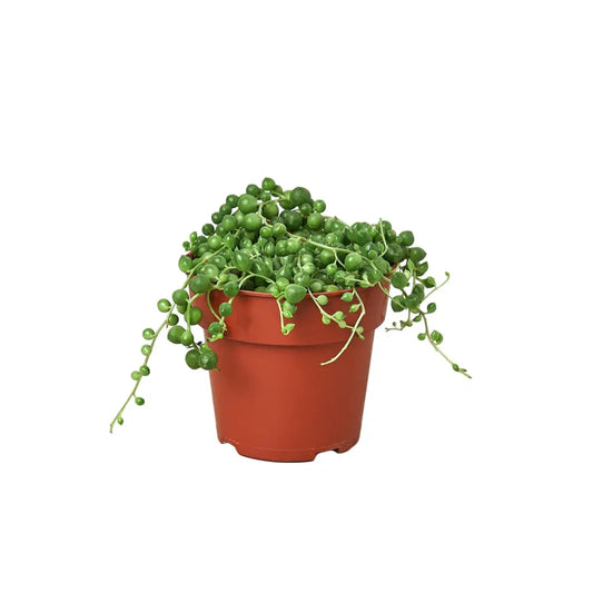 Succulent ’String of Pearls’ Plant - House Plant Shop