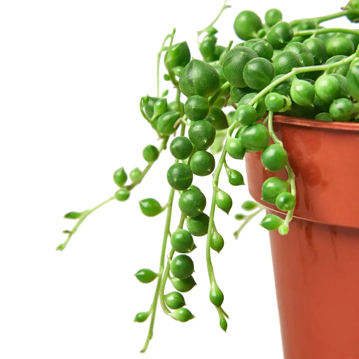 Succulent ’String of Pearls’ Plant - 3’’ Pot / Nursery Pot - House Plant Shop