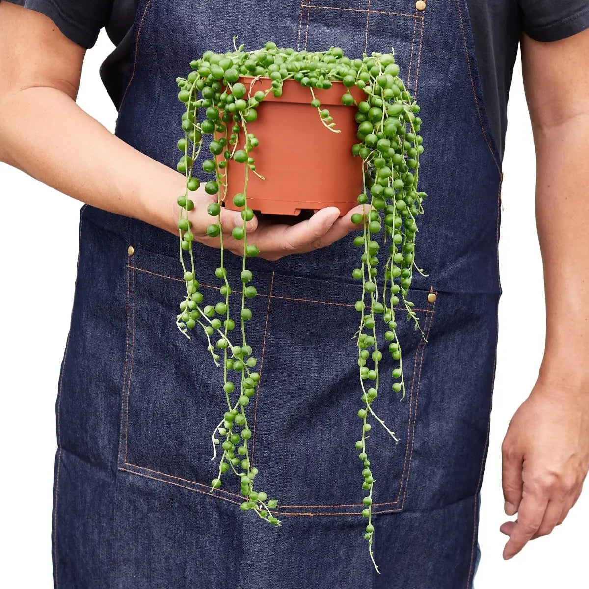 Succulent ’String of Pearls’ Plant - House Plant Shop