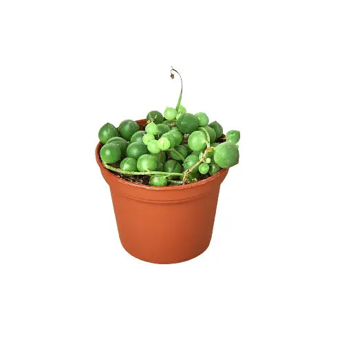 Succulent ’String of Pearls’ Plant - House Plant Shop
