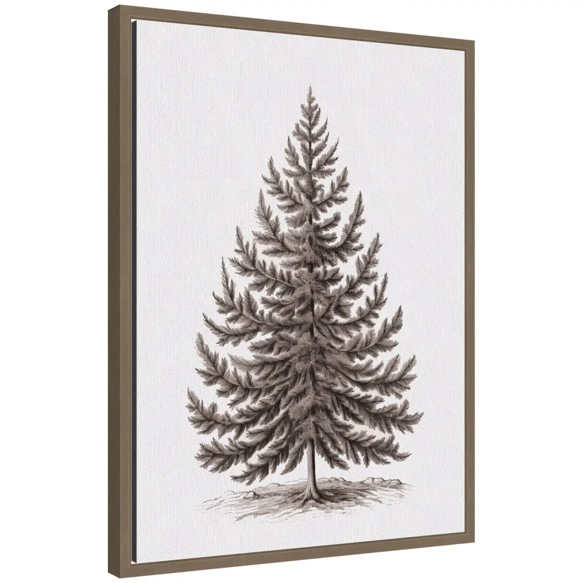 Vintage Evergreen Fir Tree Illustration - Framed Canvas - kateandlaurel