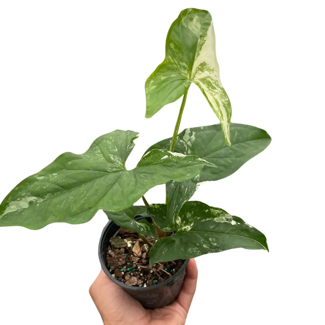 Syngonium ’Albo Variegata’ - 4’’ Pot - House Plant Shop