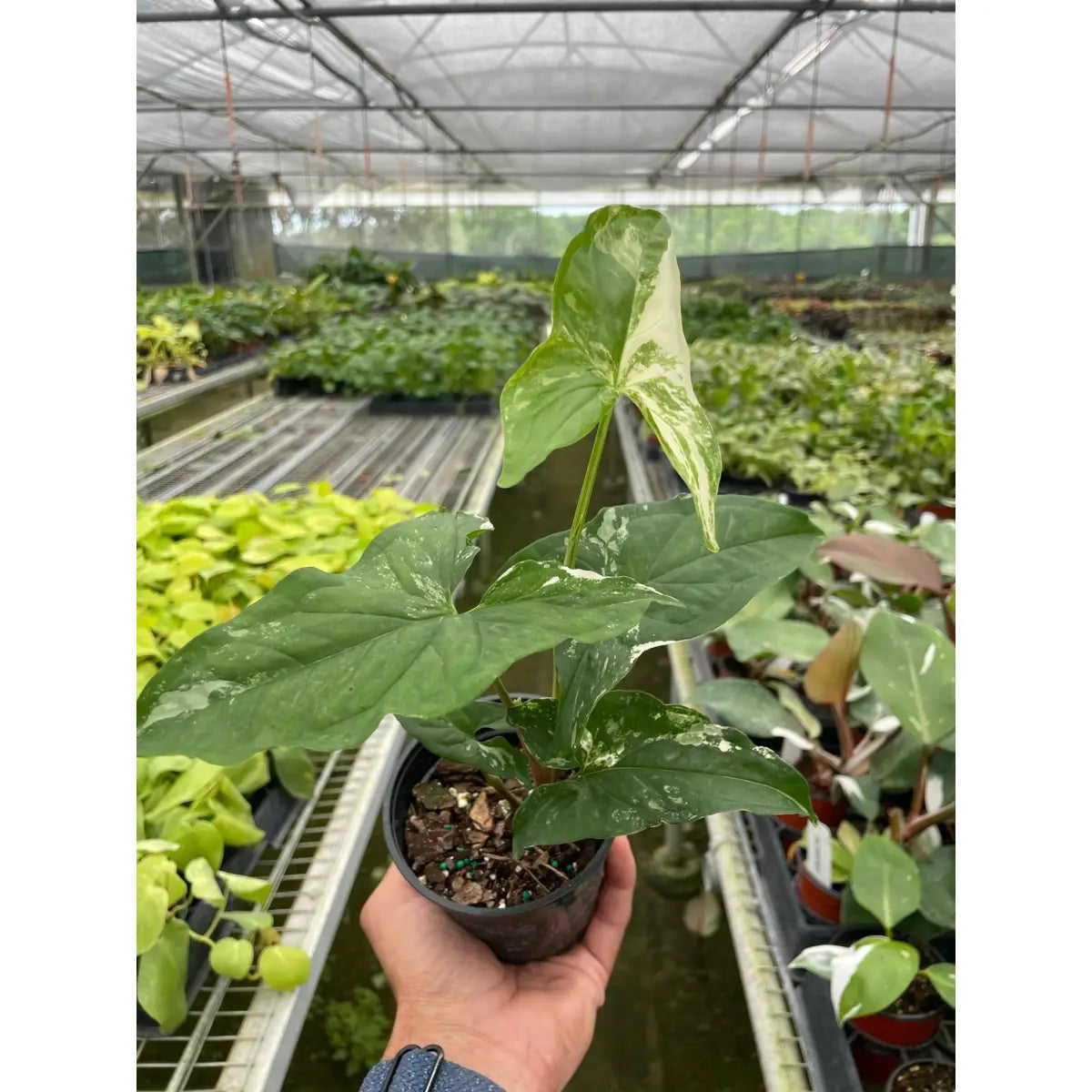 Syngonium ’Albo Variegata’ - 4’’ Pot - House Plant Shop