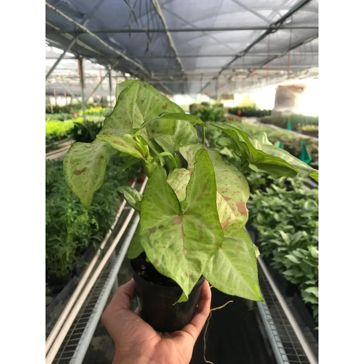 Syngonium ’Confetti’ - House Plant Shop